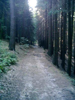 Schnurgerader Wanderweg zur Froschm&uuml;hle