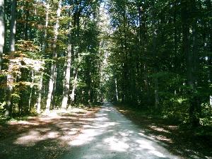 Wanderweg im Tautenburger Wald