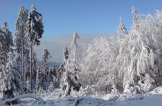 Thüringer Wald