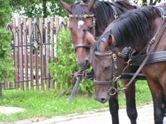 Reiturlaub in Thüringen