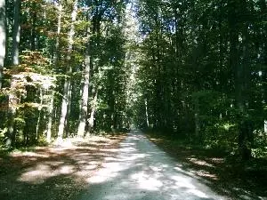 Wanderweg im Tautenburger Wald